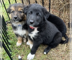 Shollie Puppy for sale in BRASHER FALLS, NY, USA