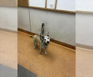 Siberian Husky-Unknown Mix Dogs for adoption in Martinez, CA, USA