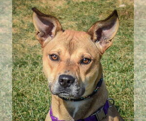 American Staffordshire Terrier-Chinese Shar-Pei Mix Dogs for adoption in Huntley, IL, USA
