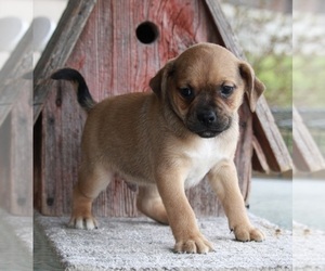 Beagle-Puggle Mix Puppy for sale in FREDERICKSBURG, OH, USA