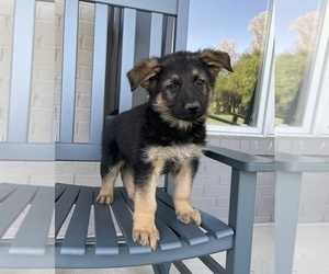 German Shepherd Dog Puppy for sale in FRANKLIN, IN, USA