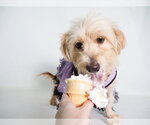 Small Photo #5 Silky Terrier-Unknown Mix Puppy For Sale in Phoenix, AZ, USA