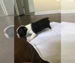 Small Photo #12 Boston Terrier Puppy For Sale in BROOMFIELD, CO, USA