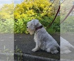 Small #4 Schnauzer (Miniature)