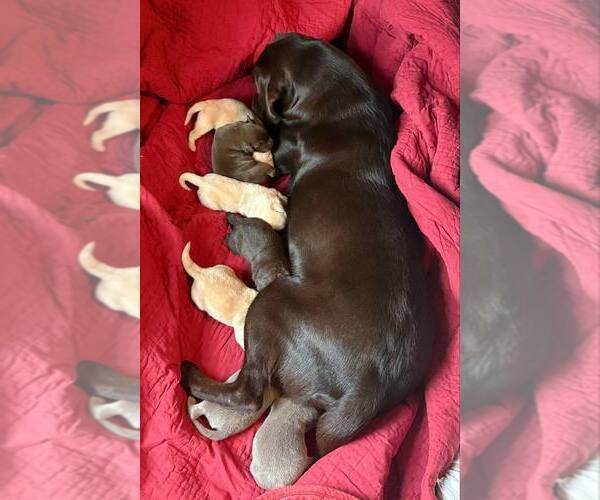 Medium Photo #1 Labrador Retriever Puppy For Sale in WEAVERVILLE, NC, USA