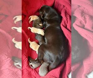 Mother of the Labrador Retriever puppies born on 11/28/2025