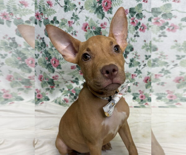 Medium Photo #2 American Pit Bull Terrier-Unknown Mix Puppy For Sale in Wetumpka, AL, USA