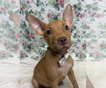 Small #1 American Pit Bull Terrier Mix