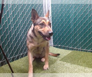 German Shepherd Dog-Unknown Mix Dogs for adoption in Downey, CA, USA