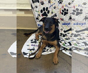 Shepradors Dogs for adoption in New Albany, OH, USA