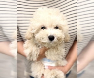 Poodle (Toy) Puppy for sale in EASTVALE, CA, USA