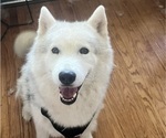 Small Photo #1 Gerberian Shepsky Puppy For Sale in EXETER, RI, USA