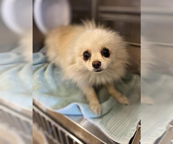 Medium Photo #1 Pomeranian Puppy For Sale in Chula Vista, CA, USA