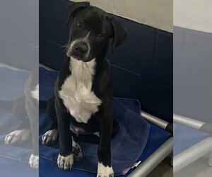 Labrador Retriever-Unknown Mix Dogs for adoption in Sterling, MA, USA