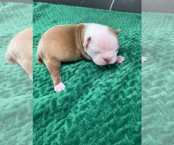 Medium Photo #20 Boston Terrier Puppy For Sale in TULARE, CA, USA