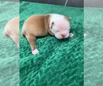 Small #4 Boston Terrier