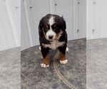 Small Photo #9 Bernese Mountain Dog Puppy For Sale in MEMPHIS, MO, USA