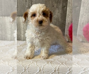Poodle (Miniature) Puppy for sale in CANOGA, NY, USA