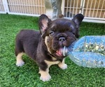 Small #3 French Bulldog