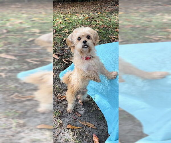 Medium Photo #3 Shih Tzu Puppy For Sale in Weston, FL, USA