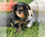Small #3 Yorkshire Terrier
