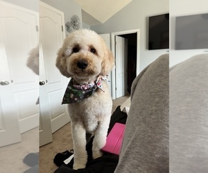 Mother of the Goldendoodle puppies born on 08/17/2025