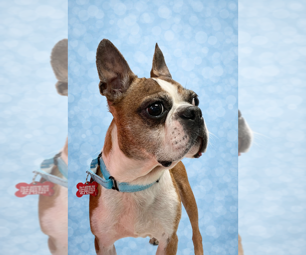 Medium Photo #1 Boston Terrier-Unknown Mix Puppy For Sale in Springdale, PA, USA