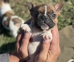 Small #5 French Bulldog