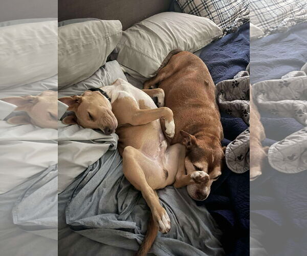 Medium Photo #17 Carolina Dog-Unknown Mix Puppy For Sale in Derwood, MD, USA