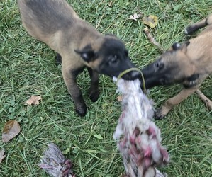 Belgian Malinois Litter for sale in DETROIT, MI, USA