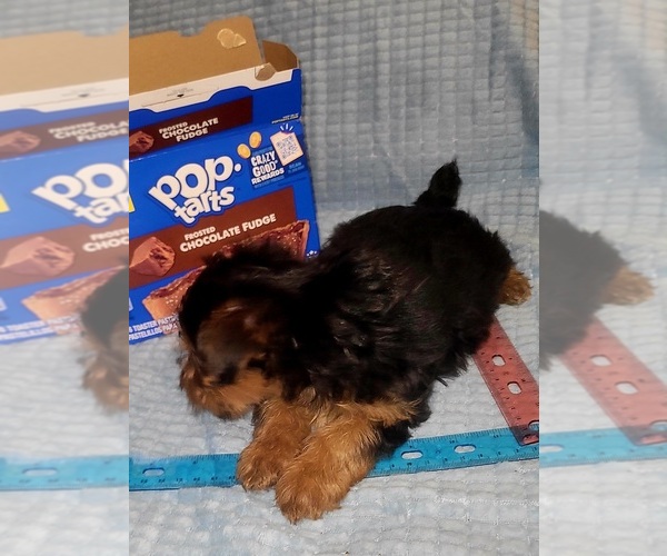 Medium Photo #34 Yorkshire Terrier Puppy For Sale in AKRON, OH, USA