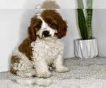 Small Cavapoo