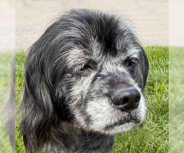 Medium Photo #5 Cocker Spaniel-Unknown Mix Puppy For Sale in Arlington, VA, USA