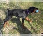 Puppy Jasmine Doberman Pinscher