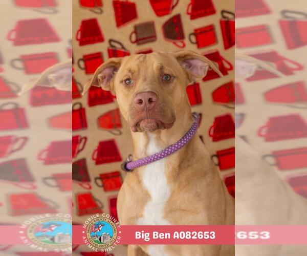 Medium Photo #2 Labrador Retriever-Unknown Mix Puppy For Sale in Mobile, AL, USA