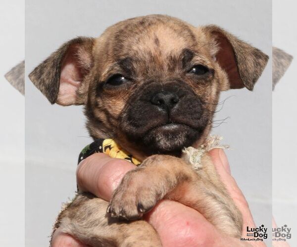 Medium Photo #1 Pug-Unknown Mix Puppy For Sale in Washington, DC, USA