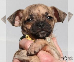 Pug-Unknown Mix Dogs for adoption in Washington, DC, USA