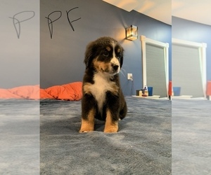 Bernese Mountain Dog Puppy for Sale in CLARKSVILLE, Ohio USA