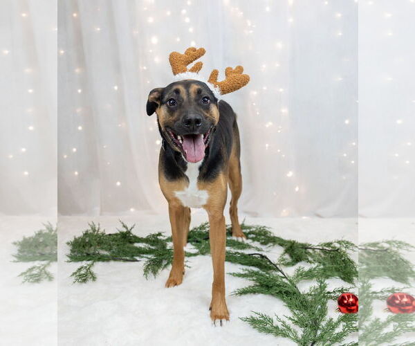 Medium Photo #6 Shepweiller Puppy For Sale in Princeton, MN, USA