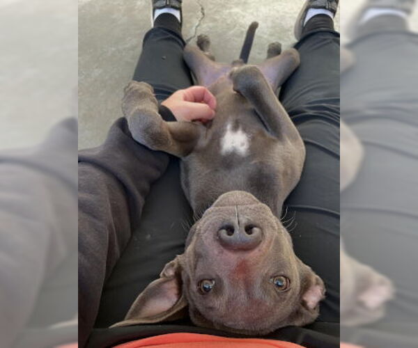 Medium Photo #3 American Pit Bull Terrier-Unknown Mix Puppy For Sale in Ventura, CA, USA