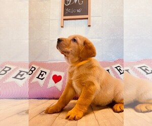 Labrador Retriever Puppy for sale in MAYSVILLE, GA, USA
