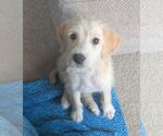Small #1 Mutt