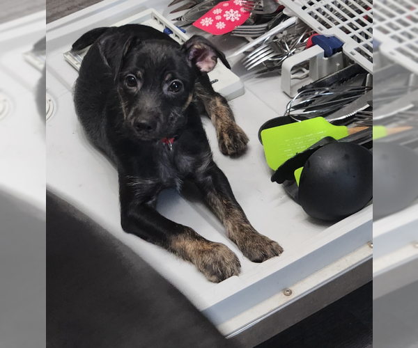 Medium Photo #1 Mutt Puppy For Sale in Plainfield, IL, USA