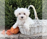 Image preview for Ad Listing. Nickname: Fritz