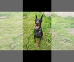 Small Photo #1 Doberman Pinscher Puppy For Sale in DAMASCUS, OR, USA