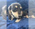 Small #10 Dachshund
