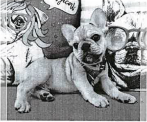 French Bulldog Puppy for sale in BARTOW, FL, USA