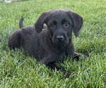 Small #2 Miniature Labradoodle