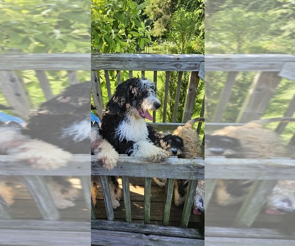 Medium Photo #2 Bernedoodle Puppy For Sale in DANVILLE, IN, USA