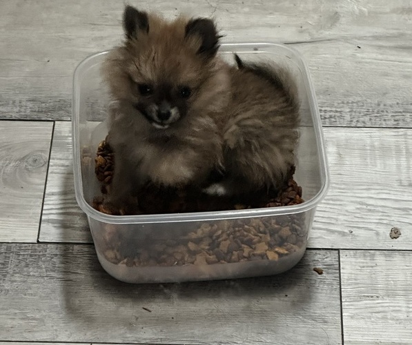 Medium Photo #5 Pomeranian Puppy For Sale in NAPERVILLE, IL, USA